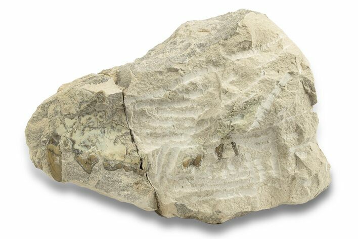 Unprepared, Fossil Oreodont (Merycoidodon) Partial Skull #249290